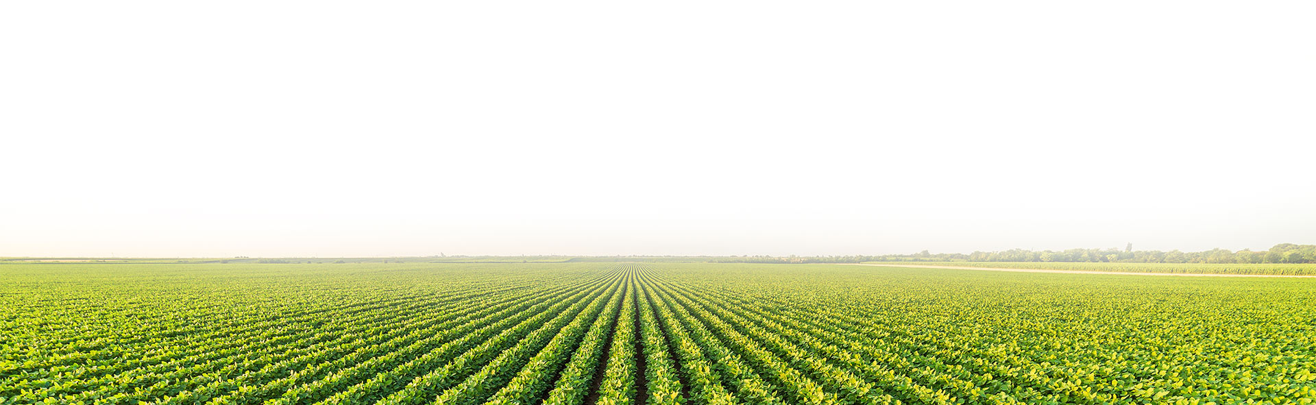 Green agricultural fields
